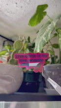 Load and play video in Gallery viewer, True Crime Is My Love Language Sticker
